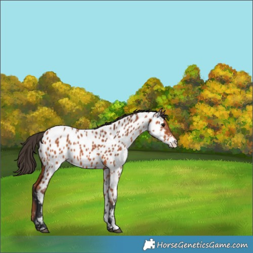 Horse Color:Bay Appaloosa 