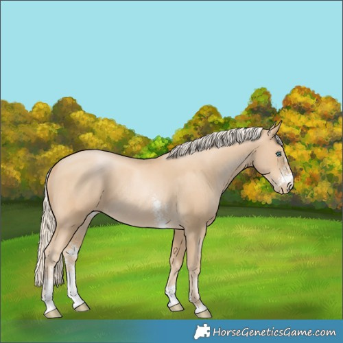 Horse Color:Chocolate Palomino Pearl Sabino 