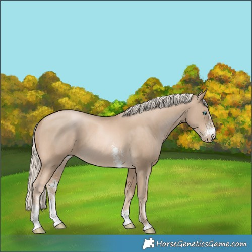 Horse Color:Chocolate Palomino Pearl Sabino 