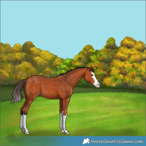 Horse Color:Bay Splash Appaloosa 