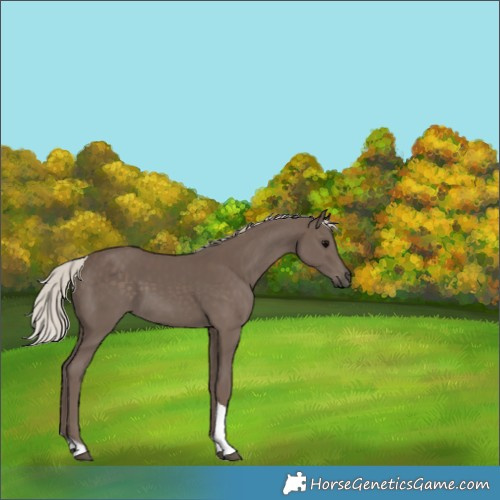 Horse Color:Silver Black Tobiano 