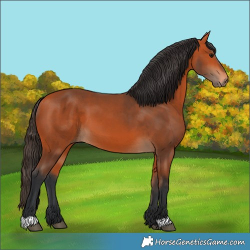 Horse Color:Bay 
