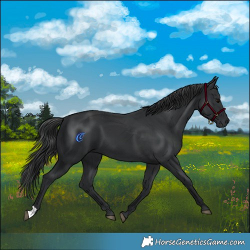 Horse Color:Black 
