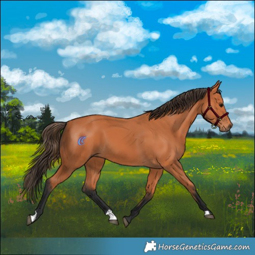 Horse Color:Bay 