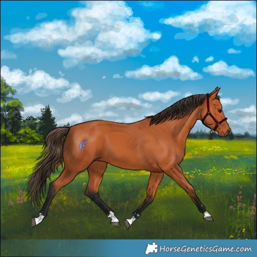 Horse Color:Bay 
