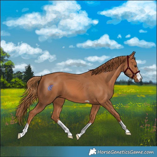 Horse Color:Chestnut 
