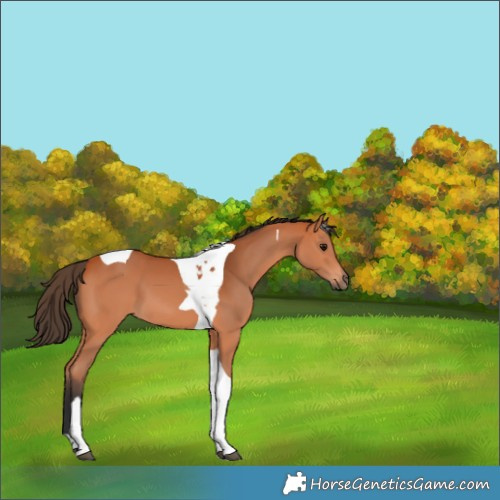 Horse Color:Bay Tobiano 