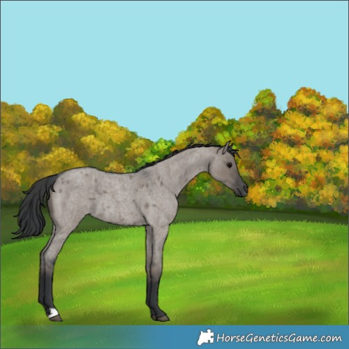 Horse Color:Grullo Roan 