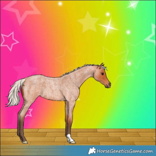 Horse Color:Silver Bay Roan 