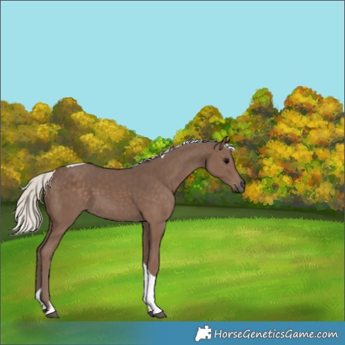 Horse Color:Silver Black Tobiano 