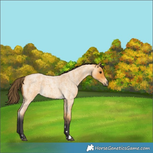 Horse Color:Buckskin Roan 