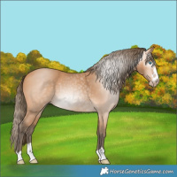 Horse Color:Gray Perlino 