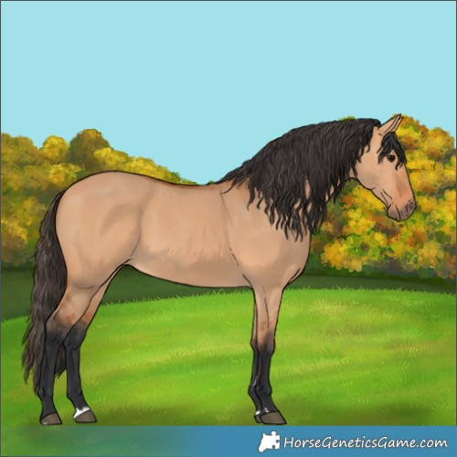 Horse Color:Bay Dun 