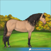 Horse Color:Bay Dun 