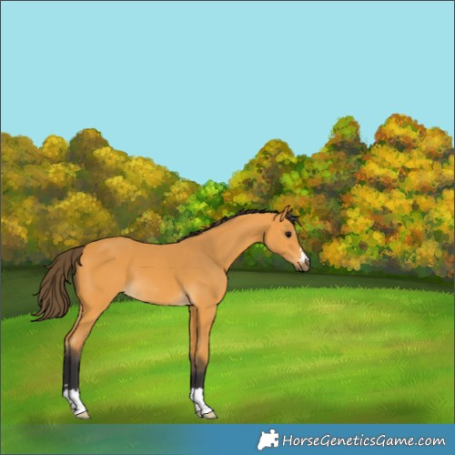 Horse Color:Buckskin