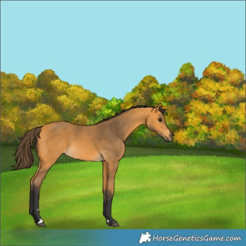 Horse Color:Buckskin 