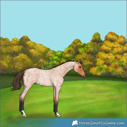 Horse Color:Bay Roan 