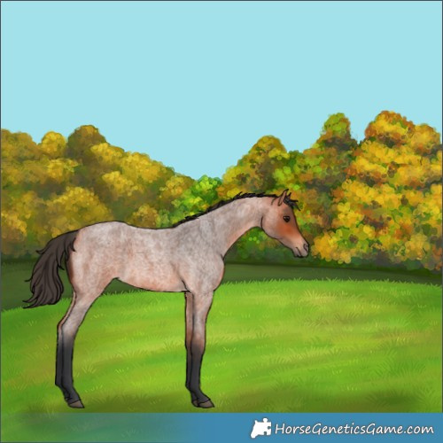 Horse Color:Bay Roan 