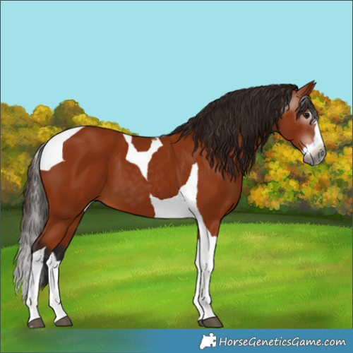 Horse Color:Gray Bay Splash Tobiano