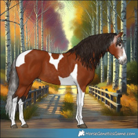 Horse Color:Gray Bay Splash Tobiano 
