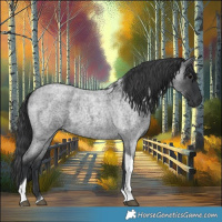 Horse Color:Blue Roan Tobiano 