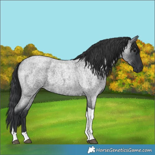 Horse Color:Blue Roan Tobiano 