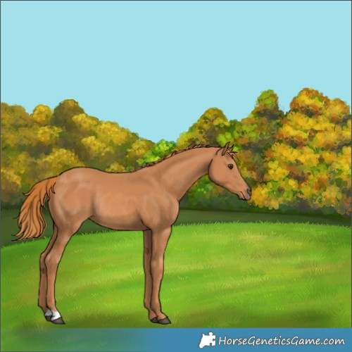 Horse Color:Chestnut Rabicano 