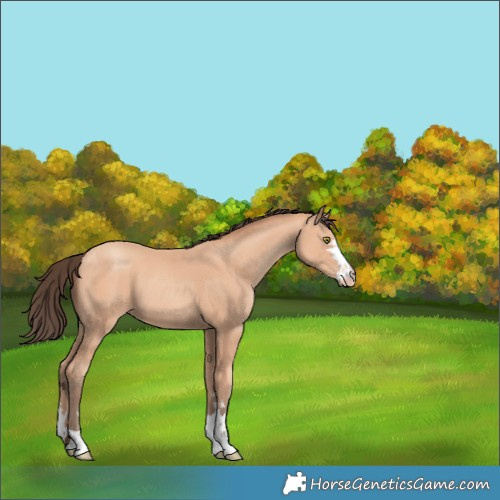Horse Color:Amber Champagne 
