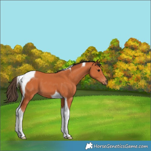 Horse Color:Bay Tobiano 
