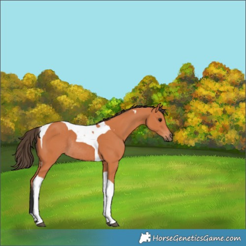 Horse Color:Bay Tobiano Rabicano 