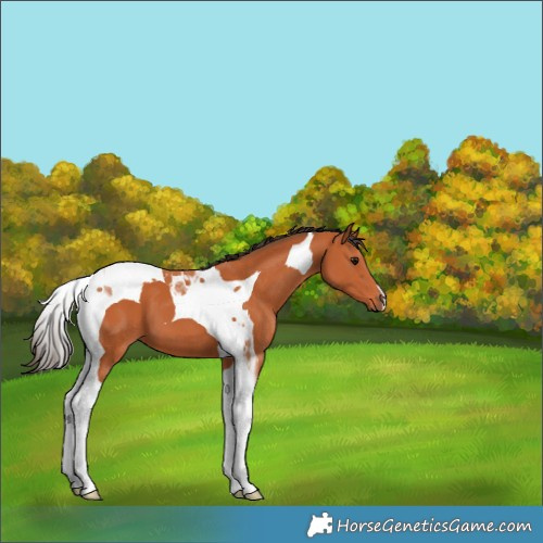 Horse Color:Bay Tobiano 