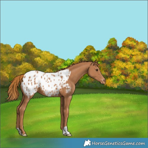 Horse Color:Chestnut Appaloosa 