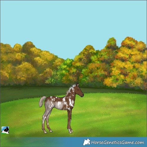 Horse Color:White Spotted Chocolate Palomino 