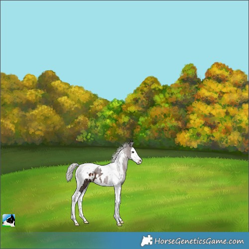 Horse Color:White Spotted Silver Bay Splash Tobiano 