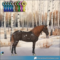 Horse Color:White Spotted Liver Chestnut 