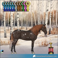 Horse Color:White Spotted Liver Chestnut 