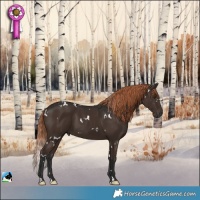 Horse Color:White Spotted Liver Chestnut 