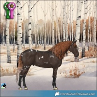 Horse Color:White Spotted Liver Chestnut 