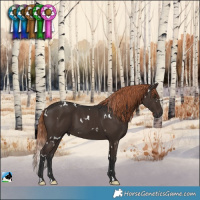 Horse Color:White Spotted Liver Chestnut 