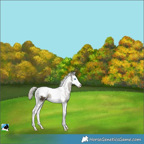 Horse Color:White Spotted Silver Buckskin Splash Tobiano 