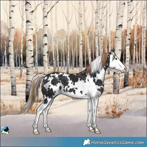 Horse Color:White Spotted Liver Chestnut Splash 