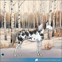 Horse Color:White Spotted Liver Chestnut Splash 