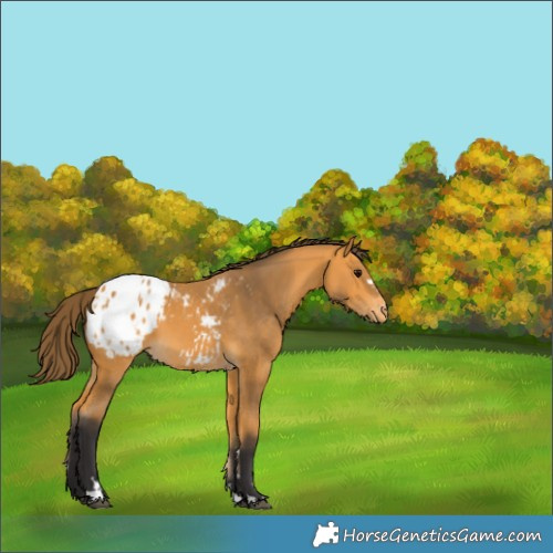 Horse Color:Buckskin Appaloosa 