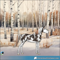 Horse Color:White Spotted Liver Chestnut Splash