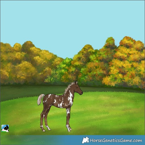 Horse Color:White Spotted Chocolate Palomino 