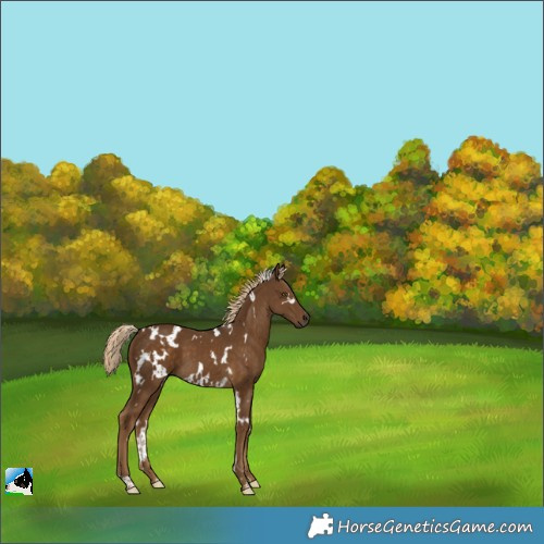 Horse Color:White Spotted Chocolate Palomino 