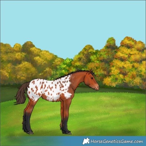Horse Color:Bay Appaloosa 