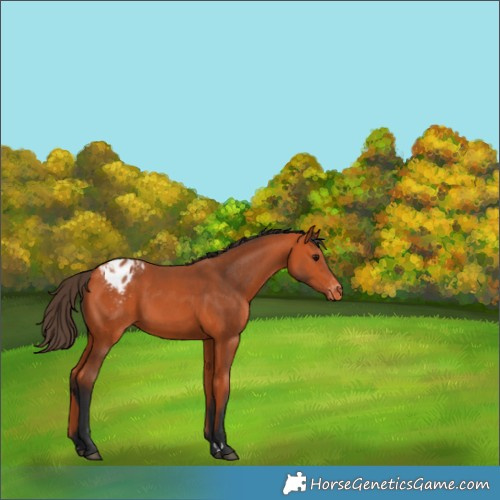 Horse Color:Bay Appaloosa 
