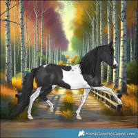 Horse Color:Smoky Black Tobiano 