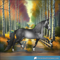 Horse Color:Gray Black